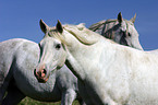 arabian horses