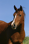 portrait of an arabian horse