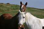 arabian horses