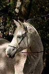 white arabian horse