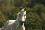 white arabian horse