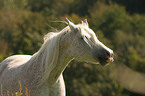 white arabian horse