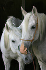 white arabian horse