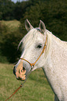 white arabian horse