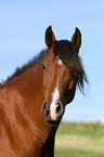 brown arabian horse