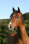 brown arabian horse