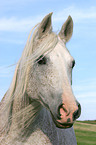 white Arabian Horse