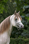 white arabian horse