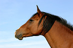 brown arabian horse