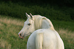 white arabian horse