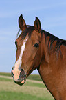 brown arabian horse