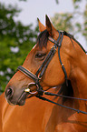 brown arabian horse