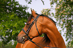 brown arabian horse