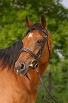 brown arabian horse