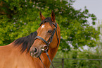 brown arabian horse