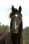 arabian horse