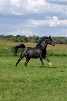 galoping arabian horse