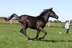 galoping arabian horse