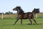 galoping arabian horse