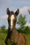 arabian horse foal