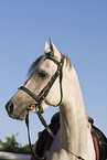 Arabian Horse Portrait