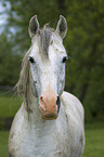 Arabian Horse Portrait