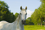 Arabian Horse Portrait