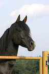 arabian horse portrait