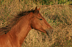 arabian horse portrait