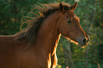 arabian horse portrait