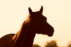 arabian horse in backlight