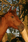 arabian horse portrait