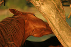 horse is nibbling bark