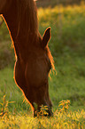 grazing horse