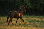 trotting arabian horse