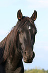 arabian horse portrait