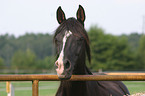 arabian horse portrait