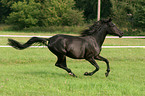 running arabian horse