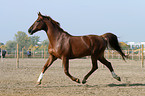 Arabian Horse