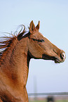 Arabian Horse Portrait