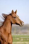 Arabian Horse Portrait