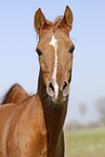 Arabian Horse Portrait