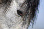 horse-eye