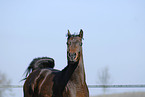 Arabian Horse