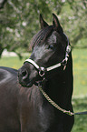 Arabian Horse Portrait