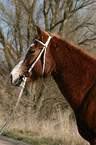 Arabian Partbred