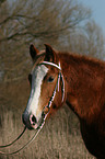 Arabian Partbred