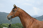 Arabian Horse Portrait