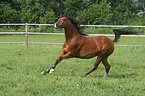 running Arabian Horse