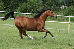 running Arabian Horse